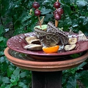 Meet your Posher, Nat